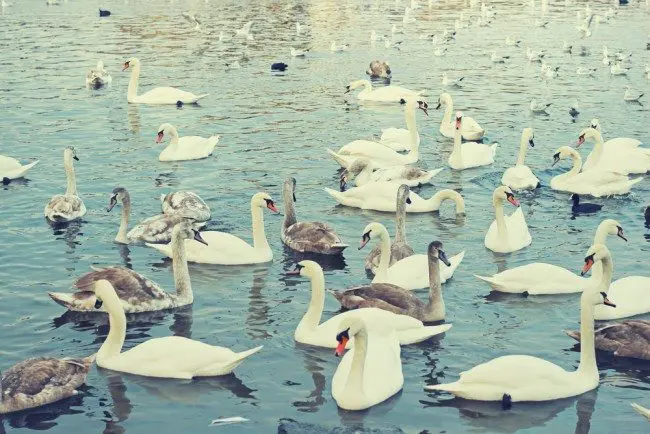 shutterstock_272039282