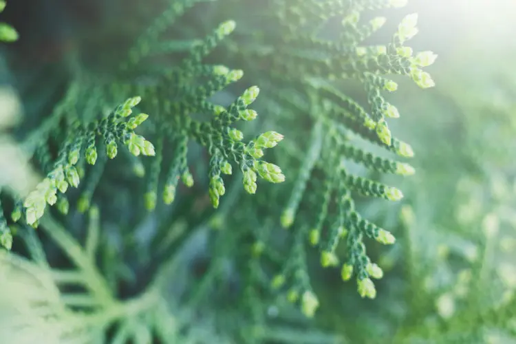 shutterstock_627072653