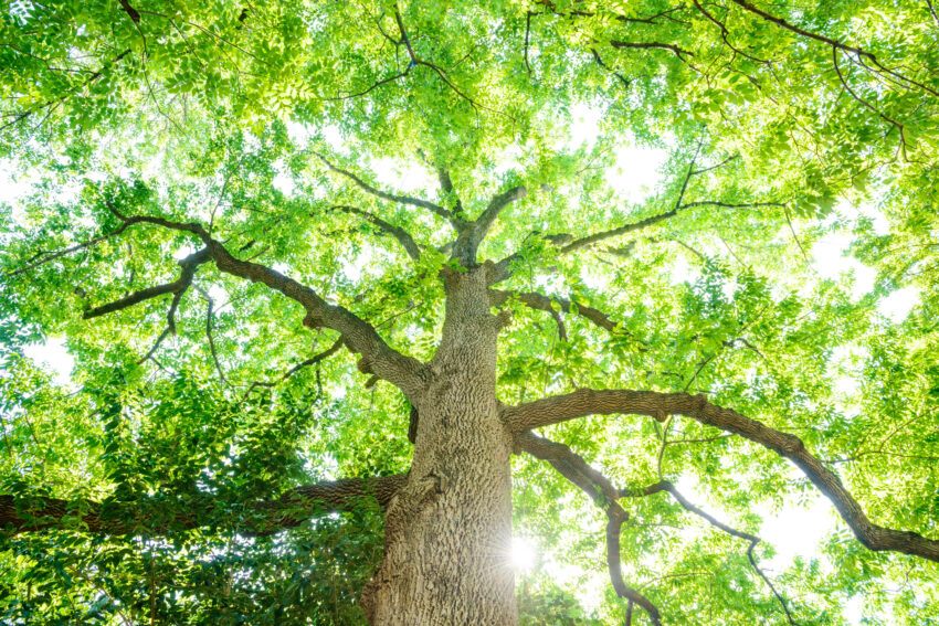 Look,Up,To,A,Big,Tree