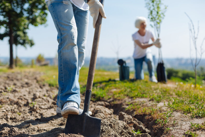 Every household in Wales will be offered a free tree to plant - part of a scheme to tackle climate change.