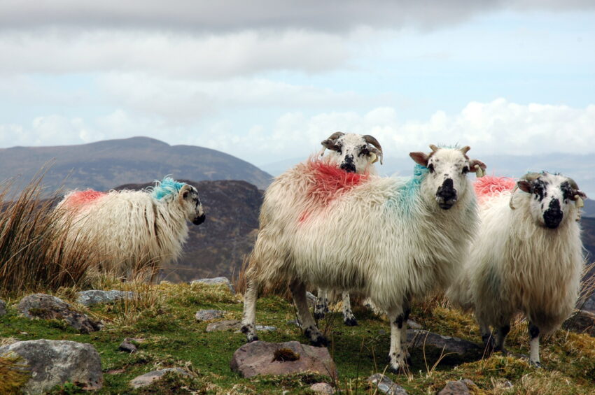 Farmers are painting the horns of their sheep to thwart thieves as a report finds that rural crime has risen by 40 per cent in a year.