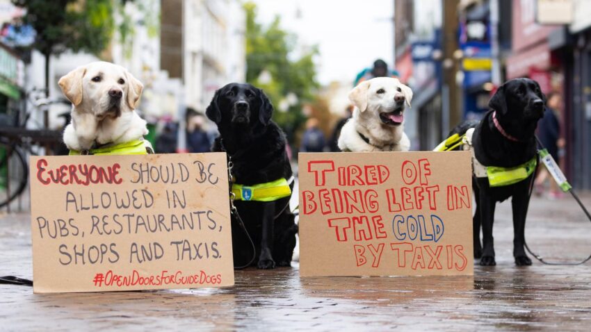 Shops and taxis refusing to let guide dogs in