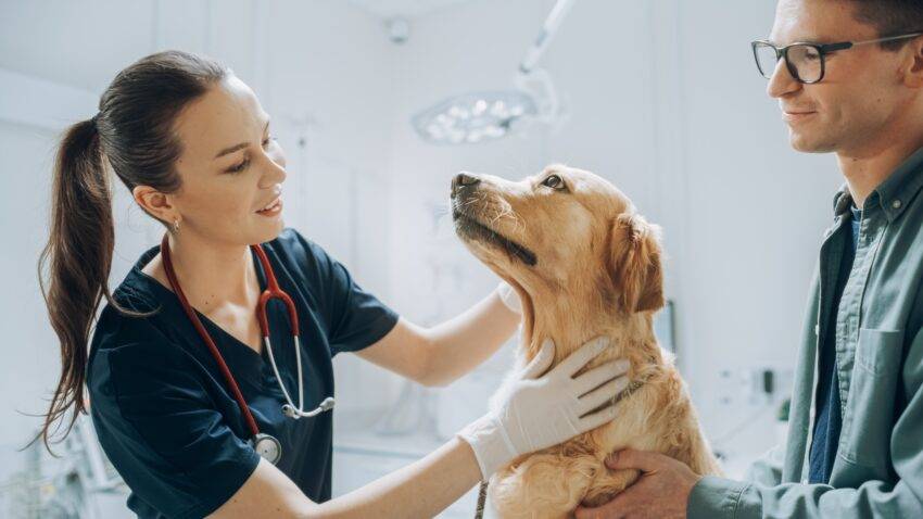The UK's Competition and Markets Authority (CMA) is contemplating a cap on veterinary prescription fees as it delves into the sector to address concerns that pet owners are being overcharged for treatments.