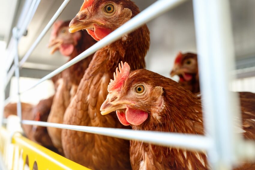 Chancellor Rachel Reeves rules out lowering UK food and vehicle import standards, including chlorinated chicken and hormone-treated beef, ahead of US trade negotiations in Washington.